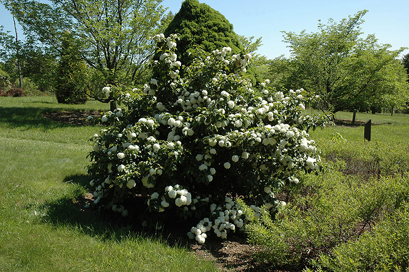 viburnum-plicatum-f-tomentosum-doublefile-shade-garden-shade