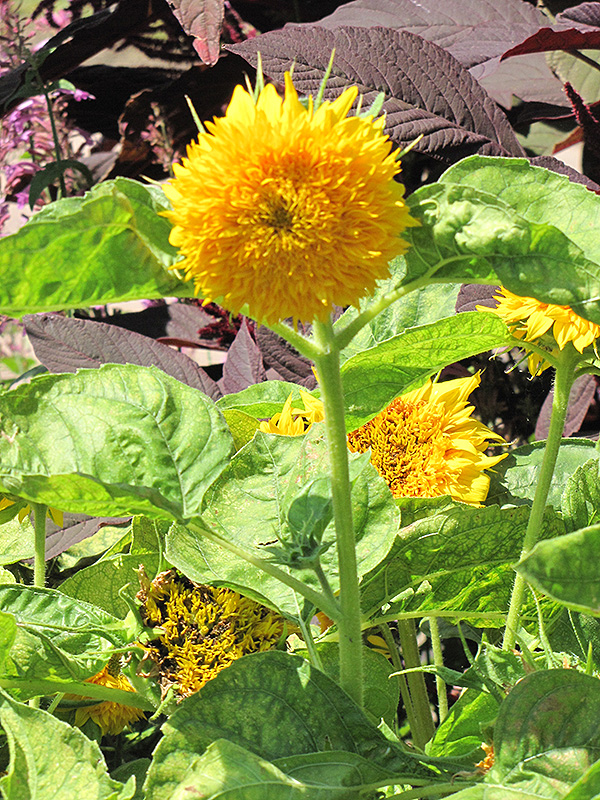 red teddy bear sunflower